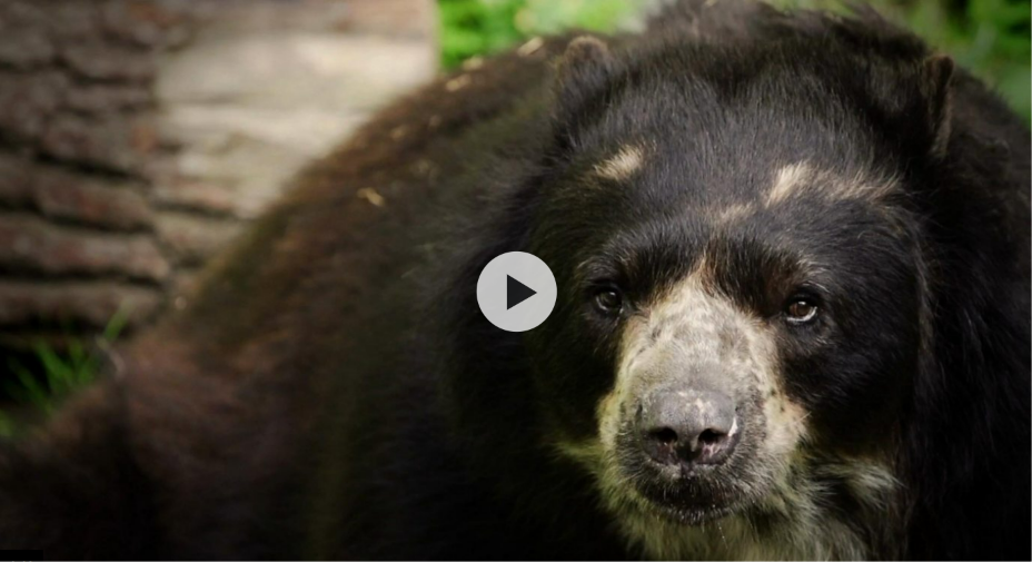 Climate chaos makes Paddington Bear hangry